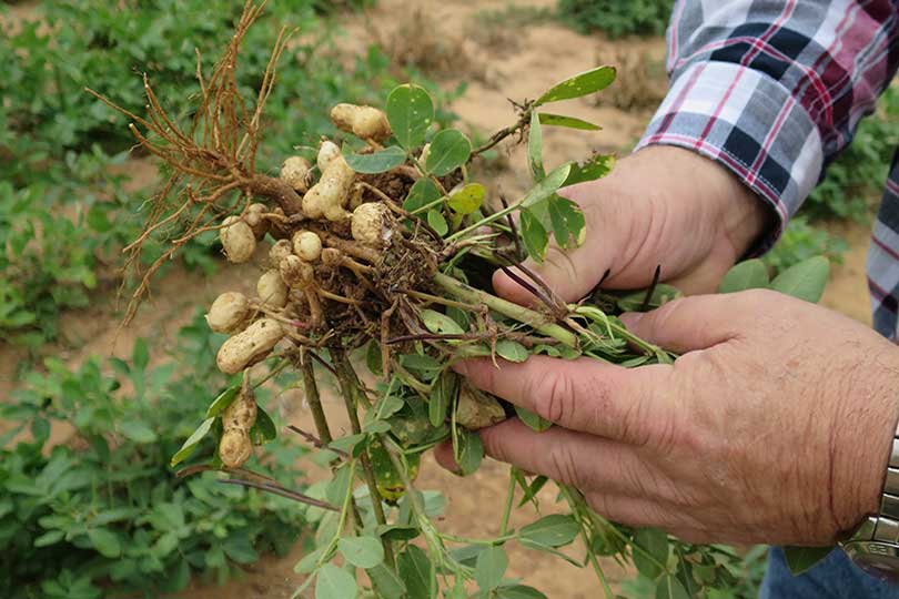 South Plains Peanut Farmers Expect Average Yields