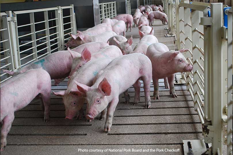 Growing demand boosts U.S. hog, pig inventory - Texas Farm Bureau