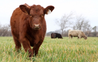 livestock_traceability_rule_texas