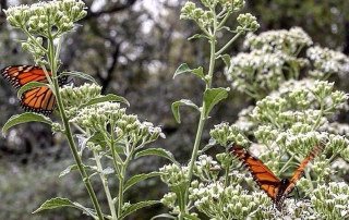 monarchbutterfly__texas