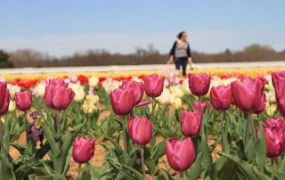 An old peanut field in the heart of horse country between Aubrey and Pilot Point is home to brightly colored tulips.