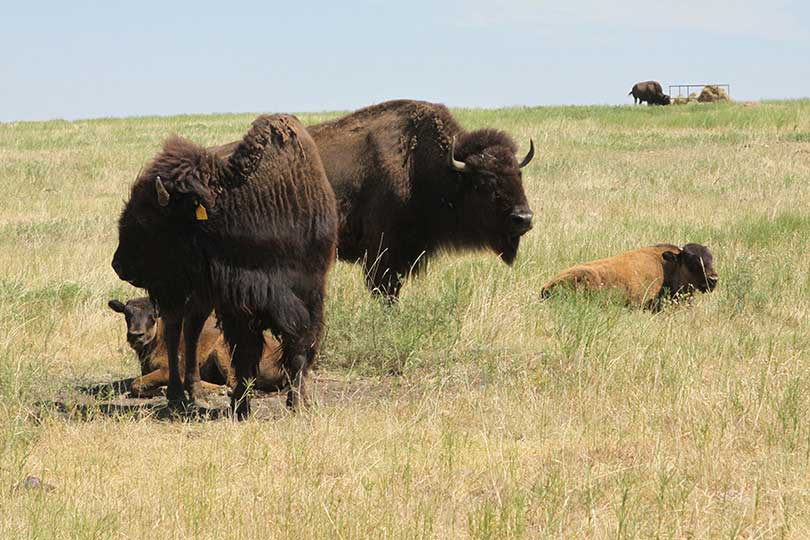 Bison poised to become the country's national mammal - Texas Farm Bureau