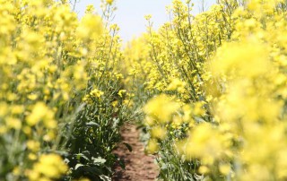 Canola finding a place on Texas farms