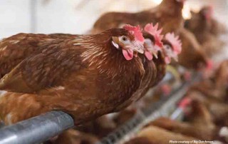 cage-free egg production