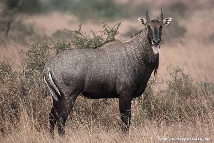 Trying to catch up with nilgai and spread of fever ticks - Texas Farm Bureau