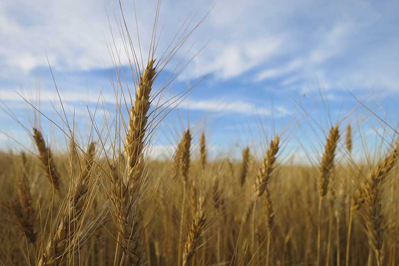 Wheat harvest, research successful in High Plains Texas Farm Bureau