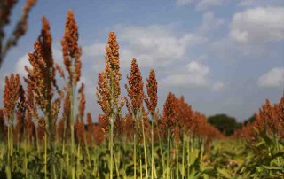 crop acreage reporting