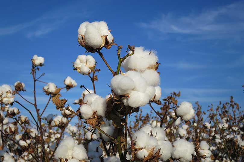 Texas cotton gin installs DNA tagging technology