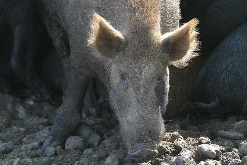 Tasty but deadly bait for feral hogs could help curb numbers