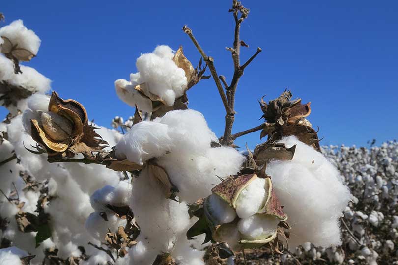 Finer raw cotton proves superior in oil absorbency