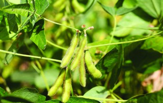 U.S. soybeans