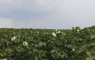 blooming cotton