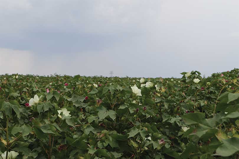 Brazos Valley cotton looks good, despite late start - Texas Farm Bureau