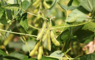 soybeans_market intel