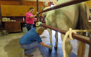 Veterinary students_Veterinary Assistance Program