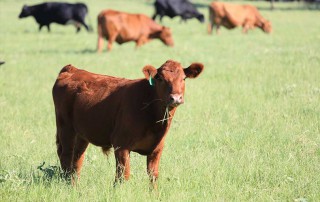 American cattle inventory
