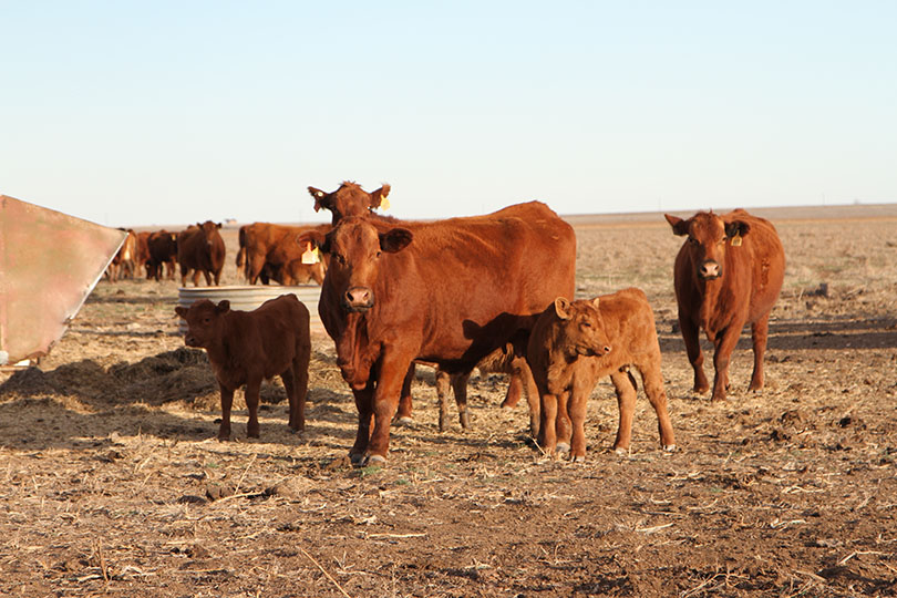 Study: Animal production plays vital role in food system - Texas Farm Bureau