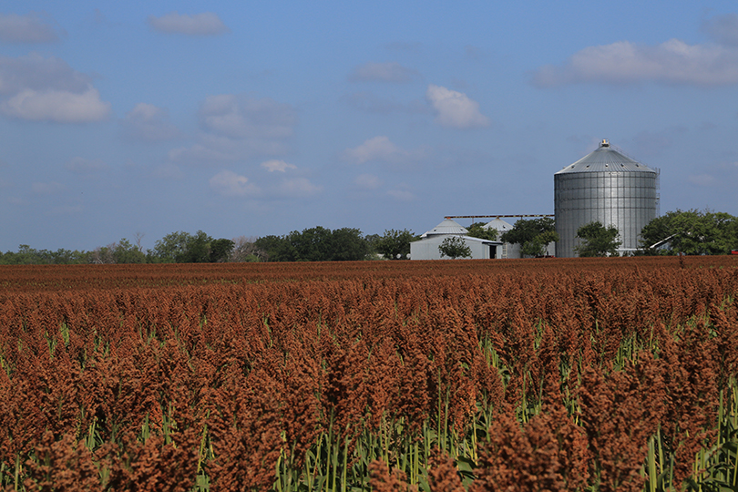 USDA issues payments to Texas farmers Texas Farm Bureau