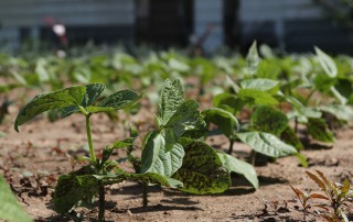 community garden