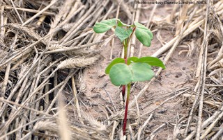 no-till november