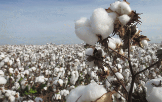 cotton variety