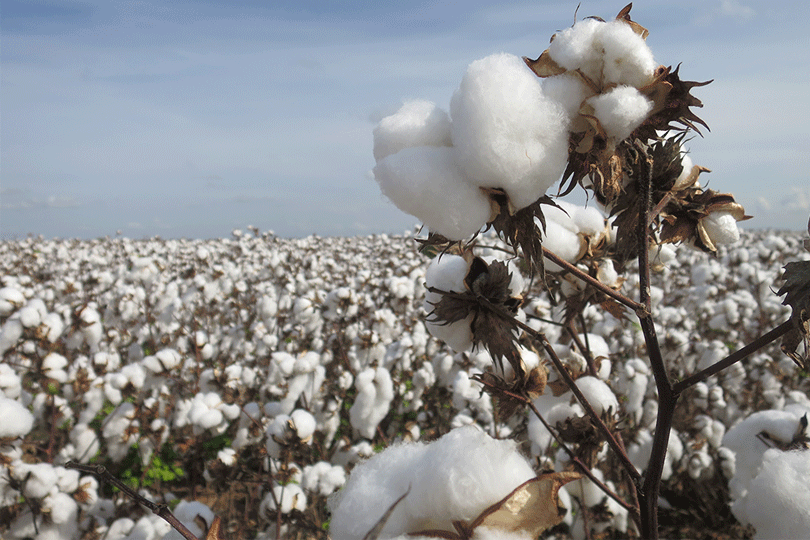 Cotton Extension