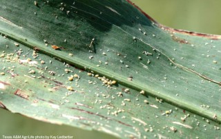 Sugarcane aphids