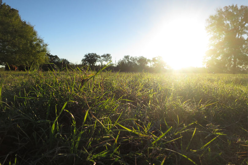 Native seed project expands to East Texas - Texas Farm Bureau