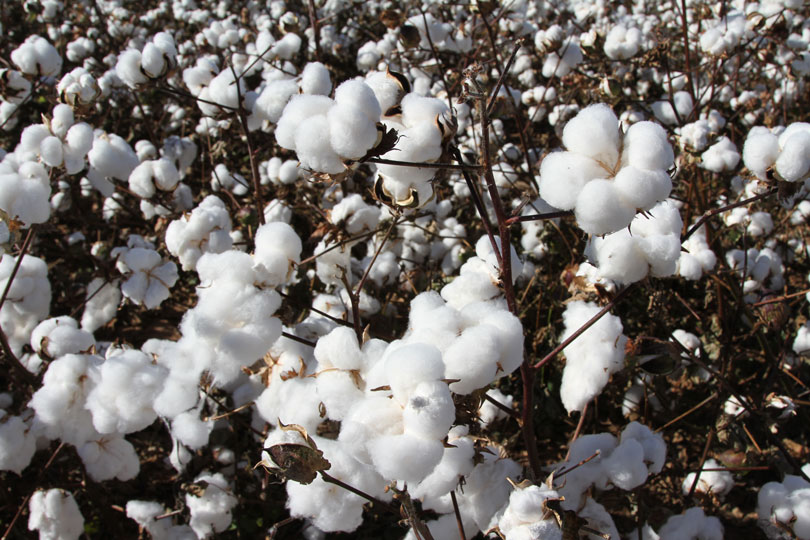 THE WORLD OF COTTON