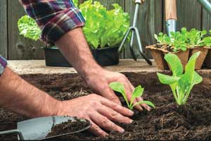 Grow your garden with a green thumb