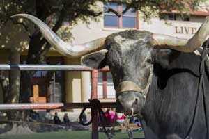 Step back in Texas history to the Fort Worth Stockyards