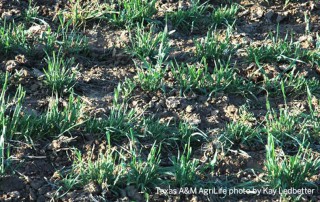 Herbicide-resistant tumbleweed invades High Plains - Texas Farm Bureau