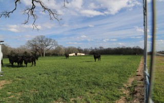 pasture conditions
