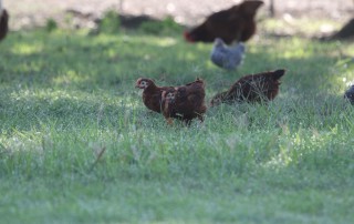Backyard chickens have become more common. But having a flock out back requires some work. Get a few tips on raising chickens in your backyard in our Texas Neighbors publication.
