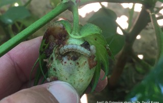 Entomologists urge Texas cotton farmers to scout their cotton and take action when necessary to protect the crop from a growing number of biotech (BT)-resistant bollworms.