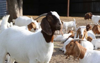 goat exports