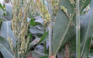 sugarcane aphids