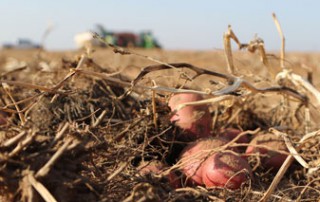 Tater Time: Farm family grows spuds galore