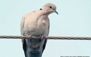 Eurasian collared-dove