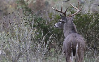 deer outlook