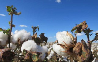 seed cotton