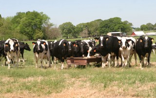 cattle tuberculosis