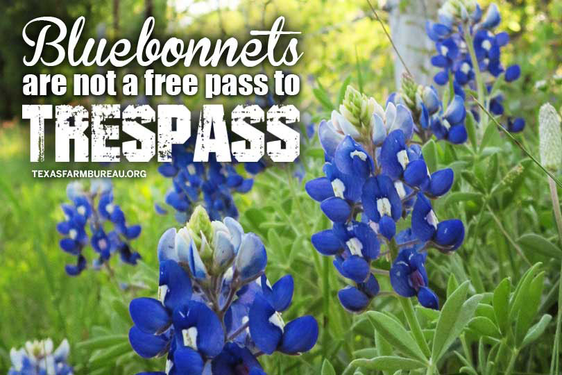 Bluebonnets