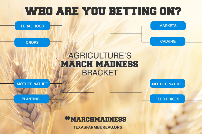 When it comes to Texas agriculture and March Madness, it’s all in the seeds. And Julie Tomascik is betting on farmers and ranchers in this bracket. Read more on Texas Table Top.