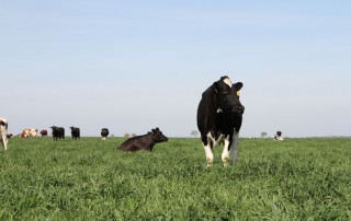 Changes from the 2018 Farm Bill are finally being implemented, and dairy farmers can now reap some of the benefits.