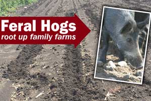 Destructive and damaging. Feral hogs root up family farms, destroy their crops and their livelihood. Lindsay Kimbrell, a Central Texas farmer, shares her personal experiences on Texas Table Top.
