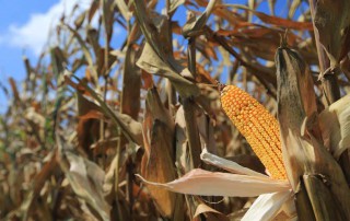 Using native fungi combinations may help reduce aflatoxin levels in corn.