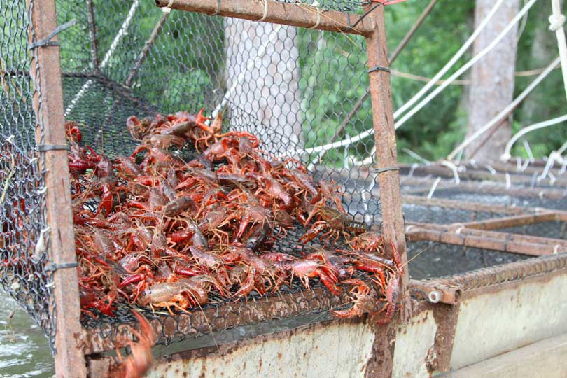 Crawfish. Crawdad. Crayfish. Whatever you call them, they’re making big waves with hungry Texans. Meet a farmer who grows the tasty mudbugs!