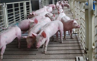 According to a new study, less land, water and energy are required to make pork products now compared to 50 years ago.