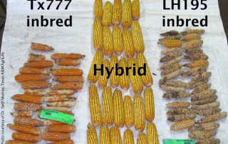 A Texas A&M AgriLife Research team released five new corn lines better suited for the long growing season in the state.
